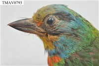 五色鳥藏品圖，第7張